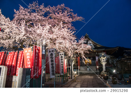 在八王子市的Daikoji寺的Edohigan點亮 29915298