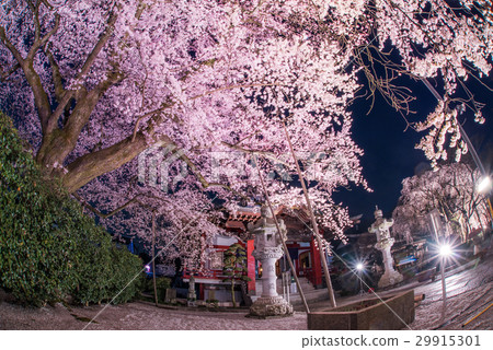 Edohigan Light Up of Daikoji Temple in Hachioji City Edohigan Light Up of Daikoji Temple in Hachioji City 29915301