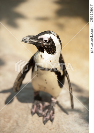 A penguin looking for partner. A penguin looking for partner. 29915667