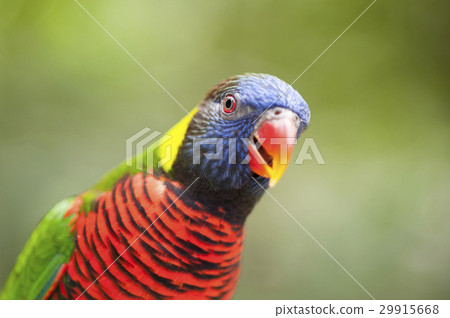 A Lorikeet looking for food. A Lorikeet looking for food. 29915668