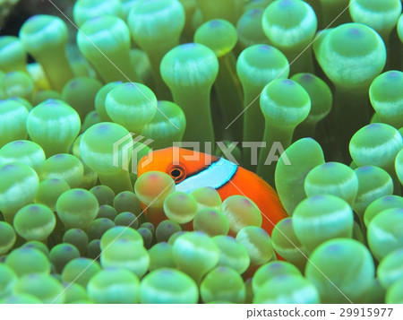 Inhabitants of sea anemones 29915977
