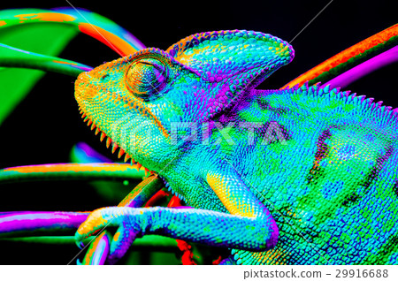 Yemen chameleon isolated on black background Yemen chameleon isolated on black background 29916688