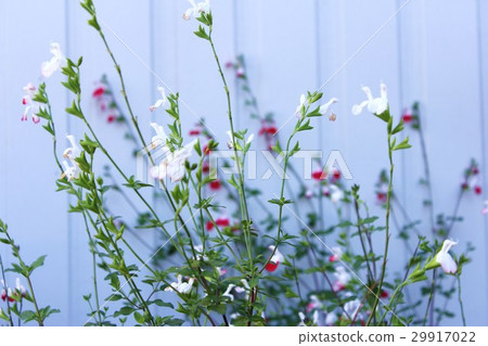 櫻桃鼠尾草 29917022