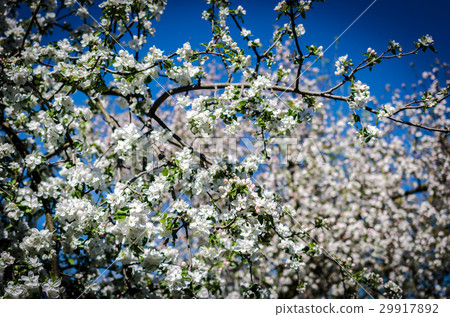 Blossoming apple-tree 29917892
