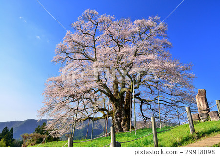 Daigo Sakura Daigo Sakura 29918098