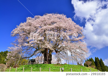 Daigo Sakura Daigo Sakura 29918103