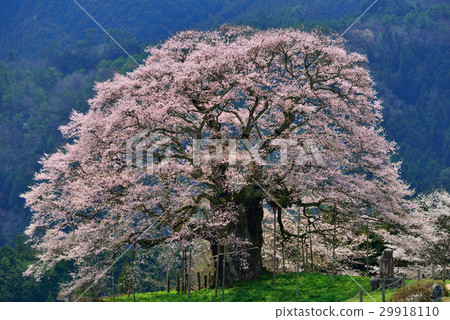 Daigo Sakura Daigo Sakura 29918110