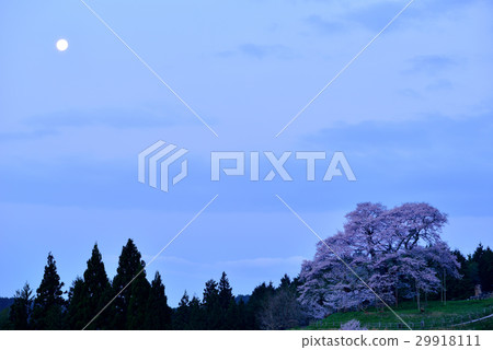 Daigo Sakura 29918111