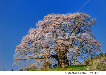 Daigo Sakura 29918113