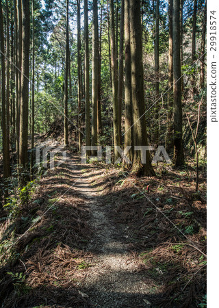 Road in coniferous forest Road in coniferous forest 29918574