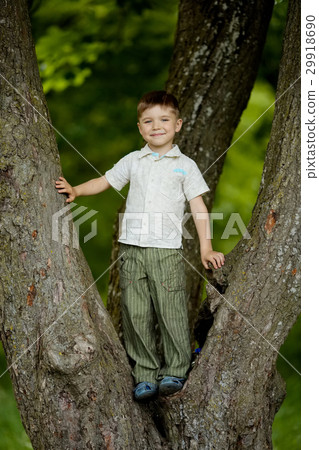 boy climbs big tree in park boy climbs big tree in park 29918690