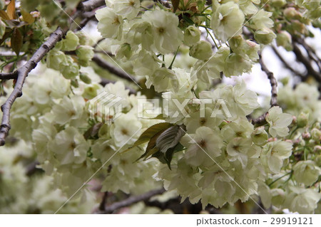 Osaka Mint Bureau Cherry blossom walk through 2017 Cherry blossoms of this year 29919121