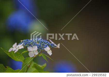 Flower hydrangea Flower hydrangea 29919582