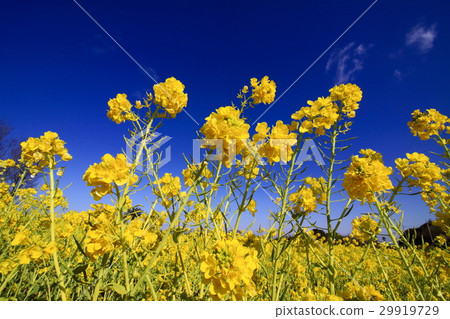 Rape blossoms and bees Rape blossoms and bees 29919729