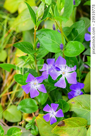 Periwinkle 29919778