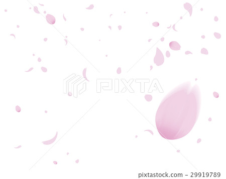 Cherry tree in full bloom  29919789