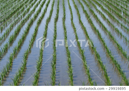 稻田 稻田 29919895