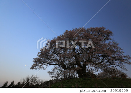 Daigo Sakura 673 29919909