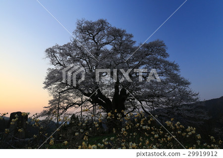 Daigo Sakura 683 Daigo Sakura 683 29919912