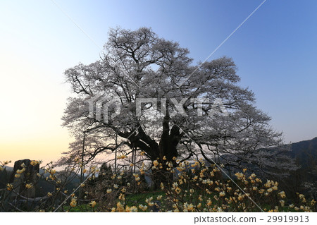 Daigo Sakura 684 Daigo Sakura 684 29919913