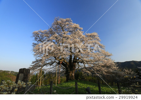 Daigo Sakura 709 Daigo Sakura 709 29919924