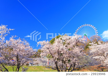 Sakigi in full bloom Lake cherry blossom Festival 29919946