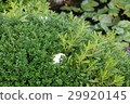 Moria Owl egg 02 29920145