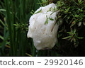 Moria oowa egg 03 29920146