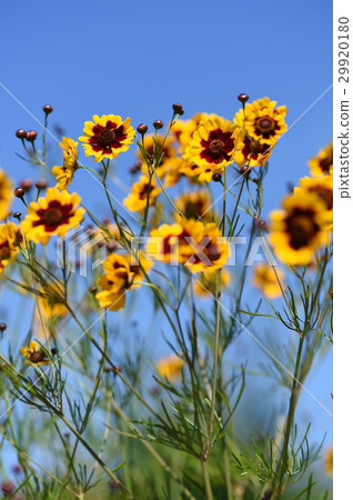 Flowers Flowers 29920180