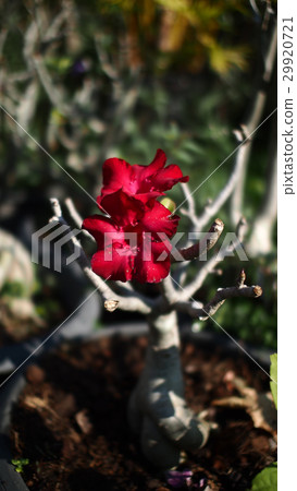 Red Azalea Flower Blooming  29920721