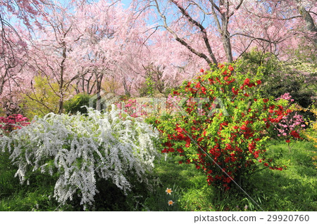 Kyoto Harariyaen 29920760