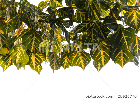 Tree isolated on white background Tree isolated on white background 29920776