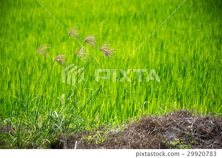 Flower of grass and green rice field 29920783