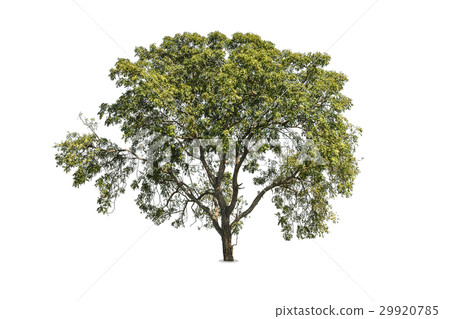 Tree isolated on white background Tree isolated on white background 29920785
