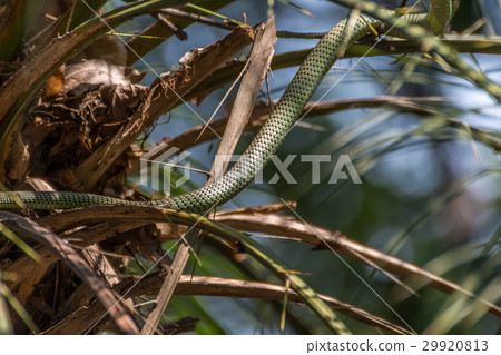 Snake (Chrysopelea ornata) on a tree 29920813
