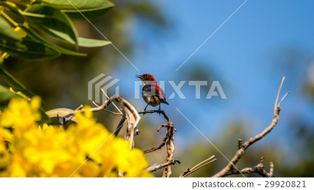 Bird (Scarlet-backed Flowerpecker) on a tree 29920821