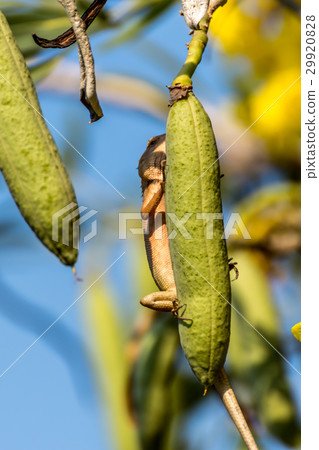 Lizard (Oriental garden lizard) on a tree Lizard (Oriental garden lizard) on a tree 29920828