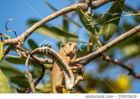 Lizard (Oriental garden lizard) on a tree Lizard (Oriental garden lizard) on a tree 29920829