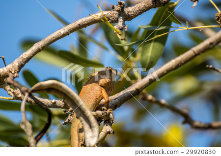 Lizard (Oriental garden lizard) on a tree Lizard (Oriental garden lizard) on a tree 29920830