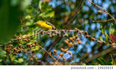 Bird (Common Iora) on a tree Bird (Common Iora) on a tree 29920834