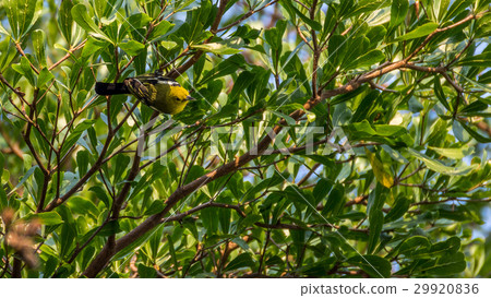 Bird (Common Iora) on a tree 29920836