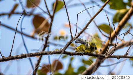 Bird (Common Iora) on a tree 29920840