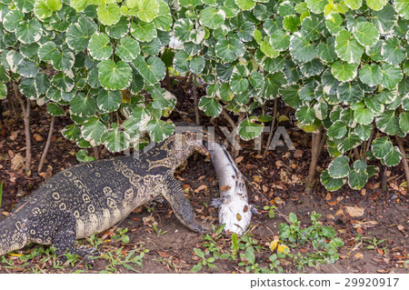 Lizard (Water monitor) is large lizard eating fish Lizard (Water monitor) is large lizard eating fish 29920917