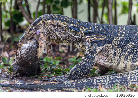 Lizard (Water monitor) is large lizard eating fish Lizard (Water monitor) is large lizard eating fish 29920920