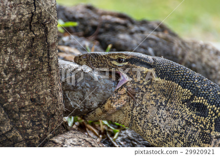 Lizard (Water monitor) is large lizard eating fish 29920921
