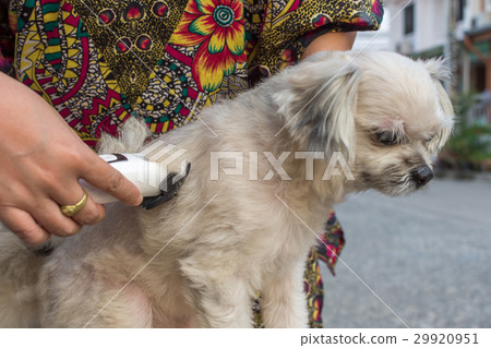 Grooming and haircut dog fur by human with clipper Grooming and haircut dog fur by human with clipper 29920951