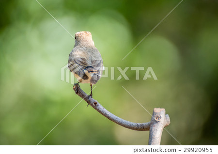 Bird (Red-throated Flycatcher) on a tree Bird (Red-throated Flycatcher) on a tree 29920955