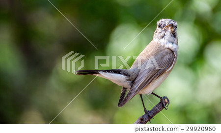 Bird (Red-throated Flycatcher) on a tree Bird (Red-throated Flycatcher) on a tree 29920960