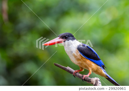 Bird (Black-capped Kingfisher) on a tree 29920961