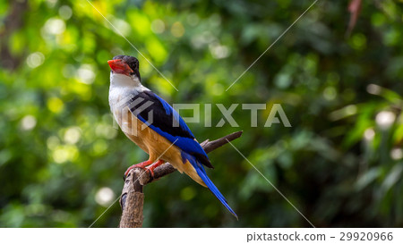 Bird (Black-capped Kingfisher) on a tree Bird (Black-capped Kingfisher) on a tree 29920966